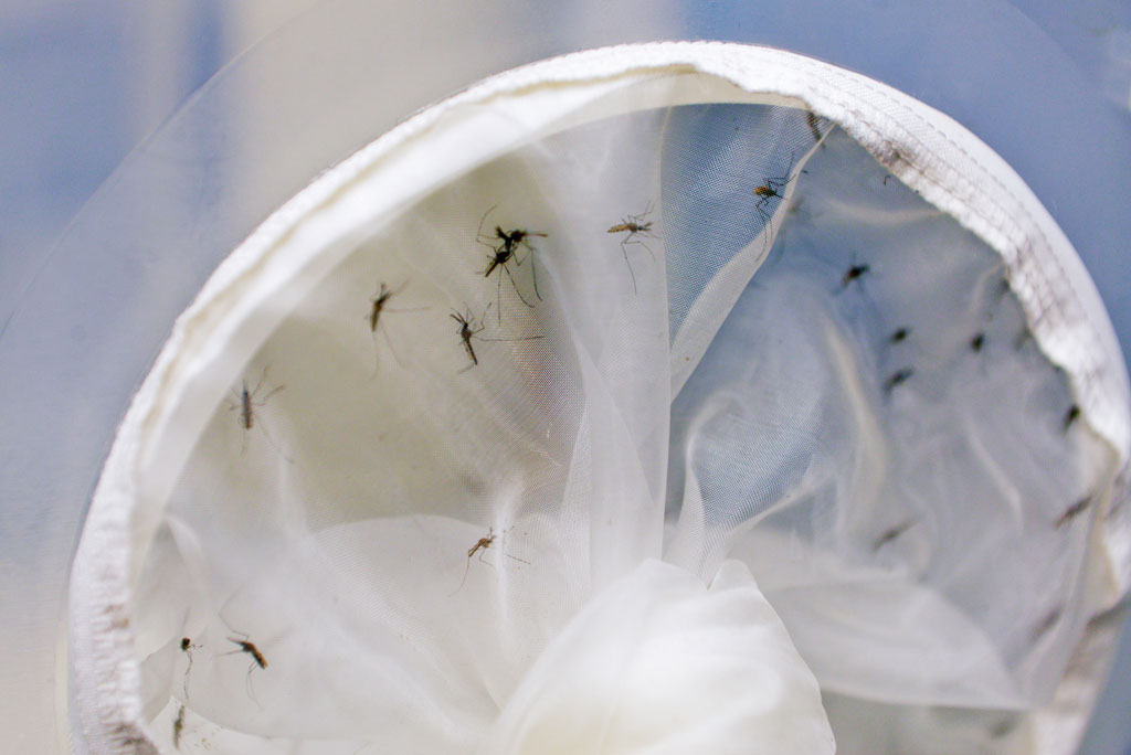 Países de América discuten medidas contra virus transmitidos por mosquitos