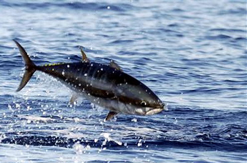 España es un referente mundial en la lucha contra la Pesca Ilegal No Documentada y No Regulada [Prensa/Actualidad/Agricultura, Alimentación y Medio Ambiente]