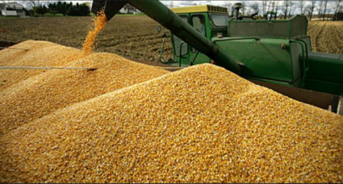 El mercado interno para la producción y consumo de maíz se fortalece