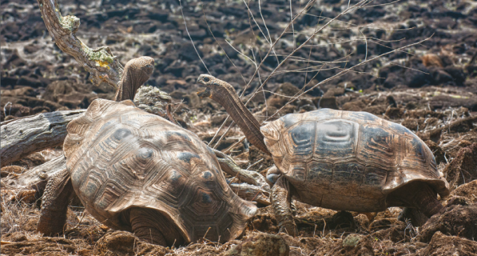 El Galápagos se realizará un censo de tortugas gigantes