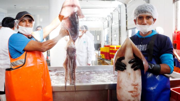 PRODUCE establece en 190 mil toneladas el Límite Máximo de Captura Total Permisible del calamar gigante o pota